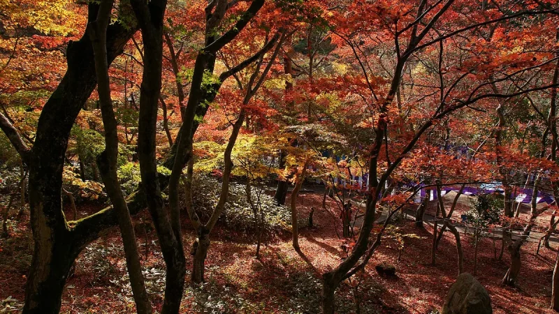瑞宝寺公園