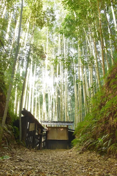 土井竹林