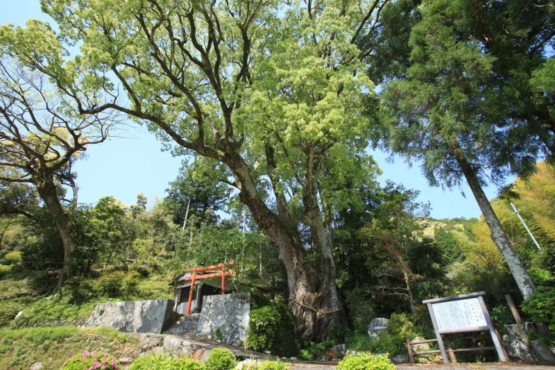 引作の大楠